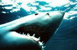 Des requins sèment la terreur
