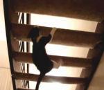 vidéo chat ninja escalier