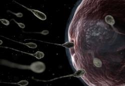 spermatozoides