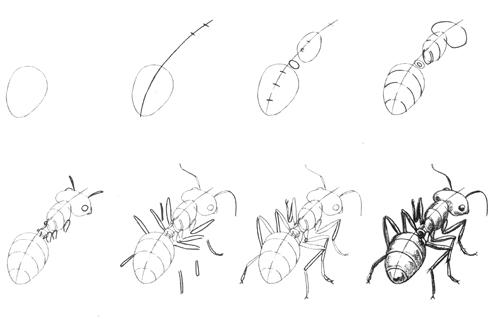 50 dessins d'insectes , éditions Vigot