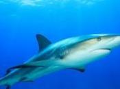 jeune homme frappe requin pour sauver cousine emportée l'animal