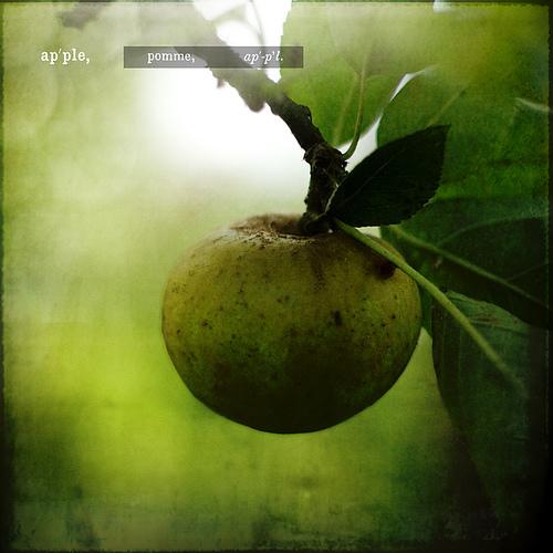 Traduction / 03 - Pomme par frederic.desmots