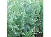 Crème corp Cocooning spéciale psoriasis