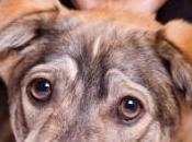 L'amour propriétaires chiens pour leurs animaux concurrence l'affection maternelle