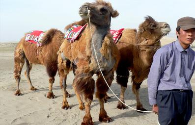 Article : La faune du désert de Gobi