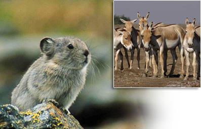 Article : La faune du désert de Gobi