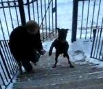 vidéo chien escalier debout