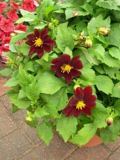 Les fleurs a semer en janvier