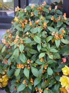 Les fleurs a semer en janvier