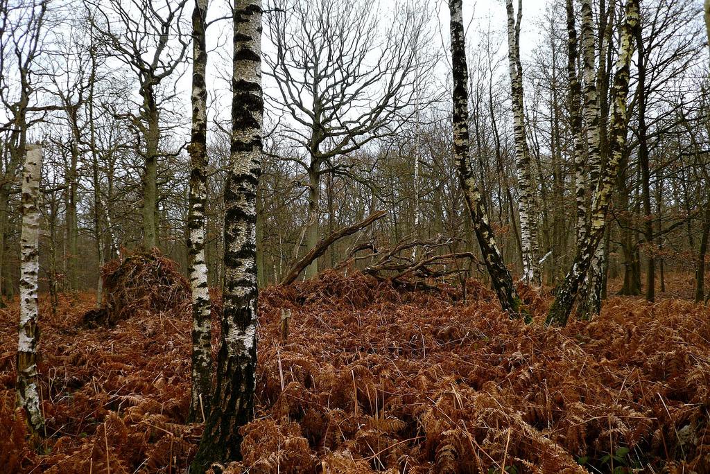 Forêt de Rambouillet (590)