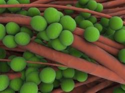 staphylococcus aureus