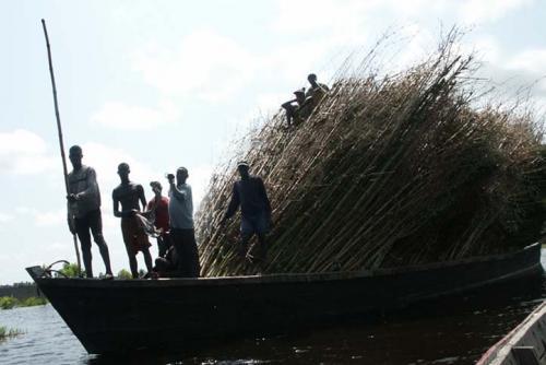 Transport de bambou