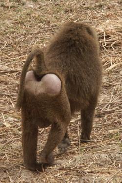 Fesse de babouin
