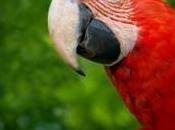 perroquet interdit stade pour avoir imité sifflet l'arbitre