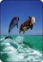 Flying vache