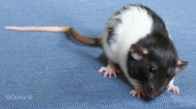 Rate hooded noire dumbo de 2 mois