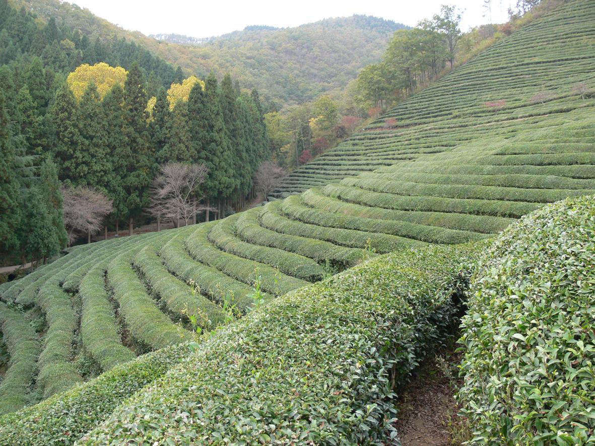 Le thé en Corée