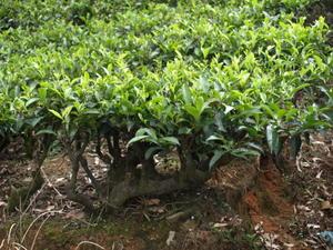 L'histoire du thé de Ceylan, or vert du Sri Lanka