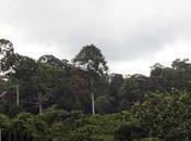 Jungle îles Bornéo