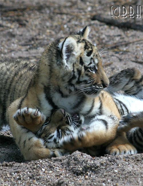 bébés tigres