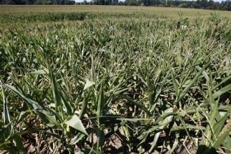 Un champ de maïs transgénique (AFP)
