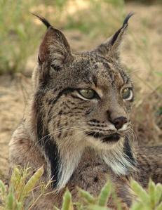 Espagne : nombreuses naissances de lynx ibériques