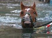 thalassothérapie équine