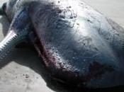 cachalots s'échouent côtes Tasmanie