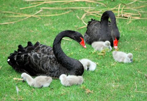 homosexualite-animaux-nature-2-480x332 societe