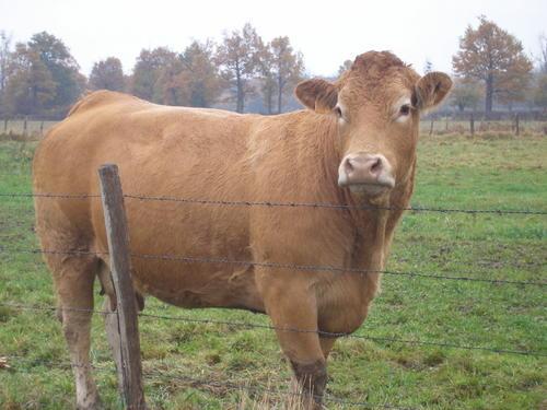 The first one : les origines du mâle