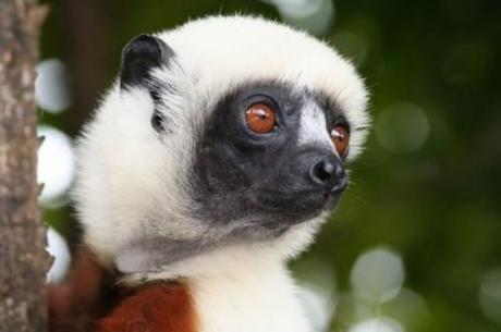 lemurien.jpg