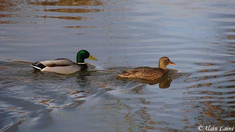 Canards_13Janv09_1