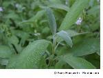 Les vertus de la sauge sont dans ses feuilles
