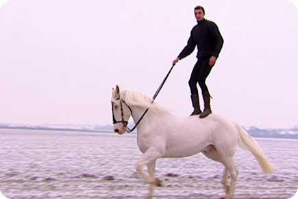 cheval 2 05 Nevada le cheval aveugle photo cheval cheval 2 05 Nevada le cheval aveugle photo cheval