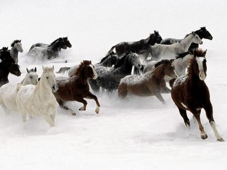 chevaux dans neige Les chevaux par grand froid photo cheval