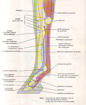 scan10018 La tendinite neigeuse et ses conséquences... photo cheval