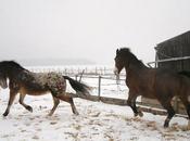 tendinite neigeuse conséquences…