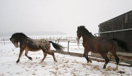 conny La tendinite neigeuse et ses conséquences... photo cheval