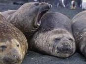 éléphants service scientifiques français