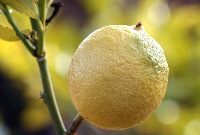 Lemon citron citrus limon feminello limao