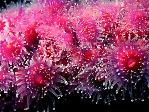 corail-ocean-mer-etoiles-roses-gay