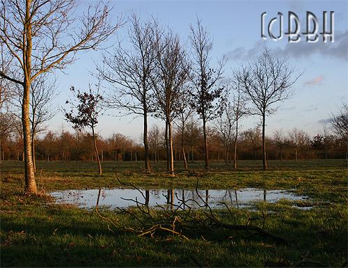flaque d'eau dans un pré