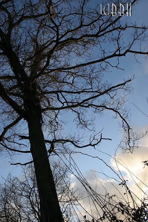 chêne sous un ciel d'hiver