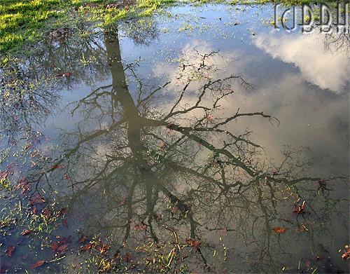 reflet d'un chêne dans une flaque d'eau