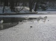 oiseaux lac gelé