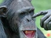 chimpanzés mâles développent aussi relations amicales privilégiées