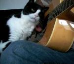 vidéo chat caresse calin guitare