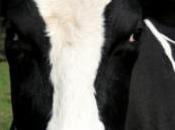 vaches portent sont plus heureuses produisent lait