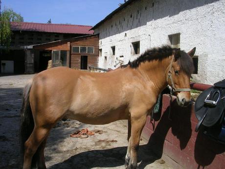 2445286362 f0258ba2d3 o Chevaux de club, chevaux de propriétaire photo cheval