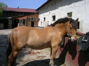 Chevaux club, chevaux propriétaire